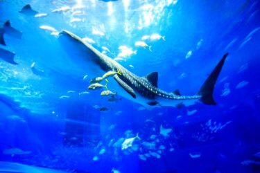 沖縄大人気観光スポットといえば”世界最大規模”を誇る｢美ら海水族館｣でしょ