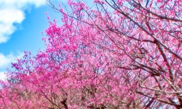 南国沖縄に咲く日本一早い桜まつり