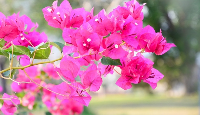 ブーゲンビリア沖縄の花