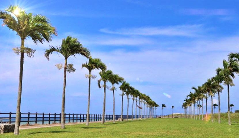 沖縄県豊見城市ヤシの木ロードは沖縄の絶景おすすめスポット