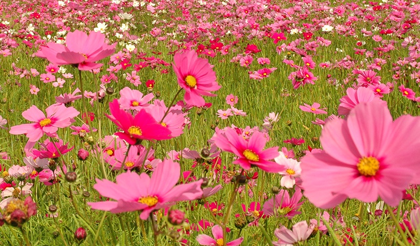 沖縄のコスモス畑は冬の花イベントにおすすめ