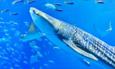 やっぱり最高だった！沖縄No.1”大人気”観光スポット｢美ら海水族館｣