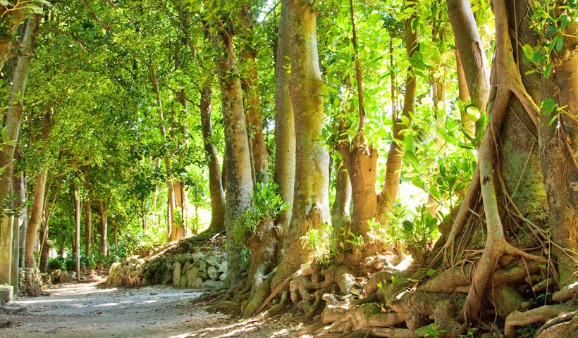 沖縄のおすすめ観光スポット 備瀬のフクギ並木