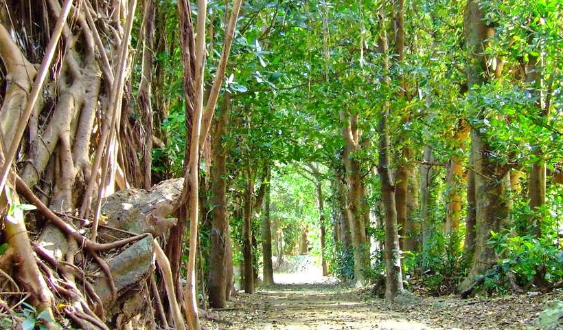 沖縄のおすすめ観光スポット 備瀬のフクギ並木