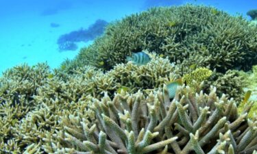 介紹沖繩的珊瑚礁