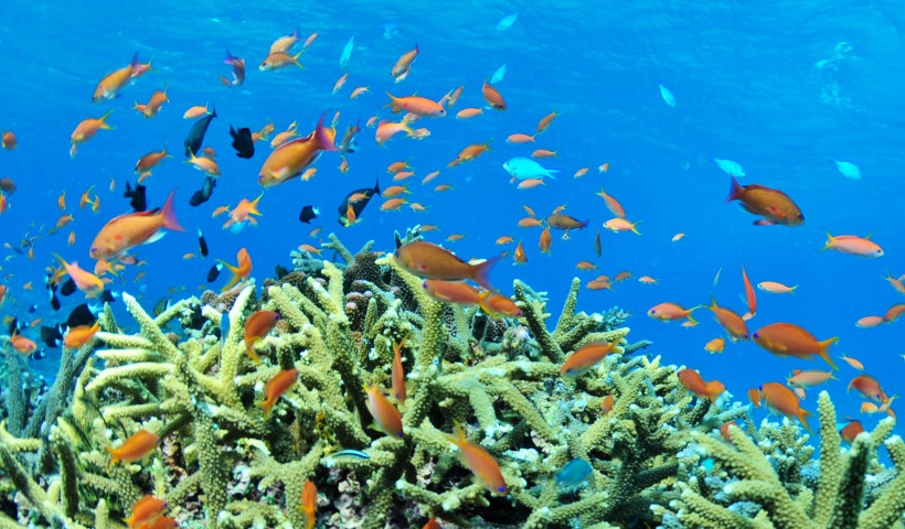 沖繩海洋生物的珊瑚生態學