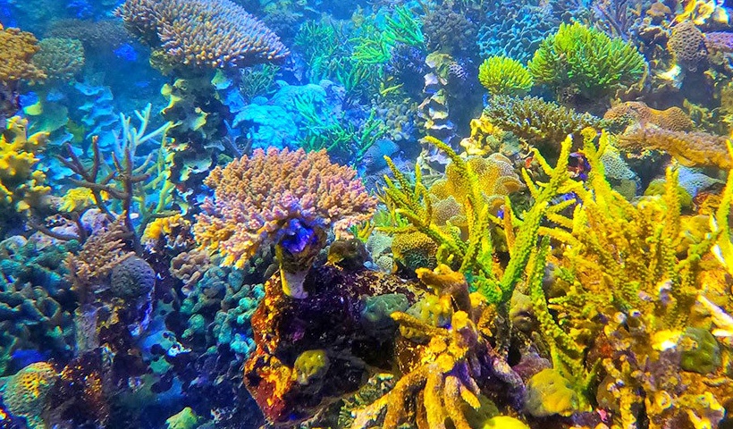 沖繩海洋生物的珊瑚生態學