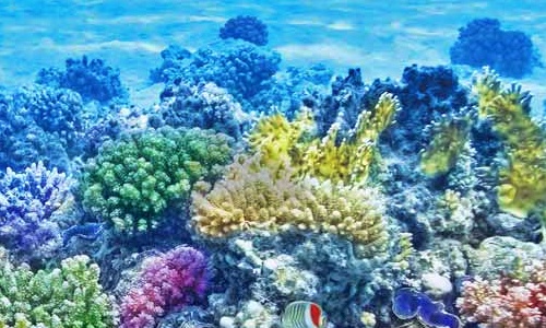 沖縄の海の生き物サンゴ生態