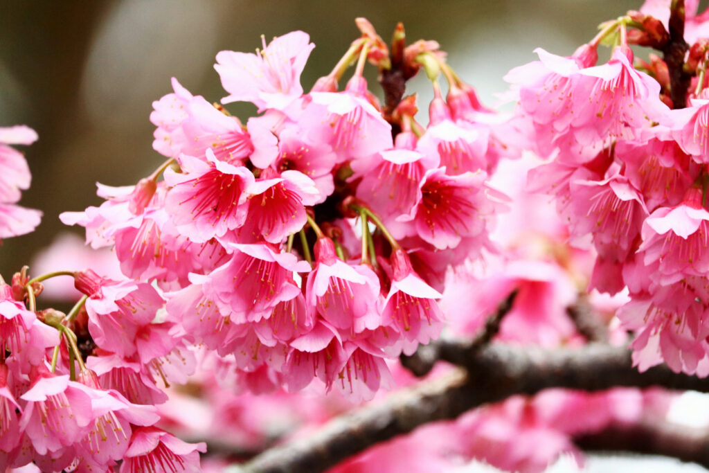 沖縄の桜カンヒザクラ