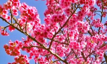 日本一早い！沖縄の桜の特徴を全部話すわ