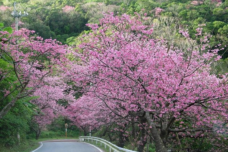 沖縄の桜カンヒザクラ