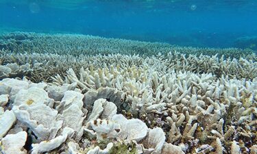 沖縄のサンゴが大ピンチ！分かりやすくサンゴの生態を解説