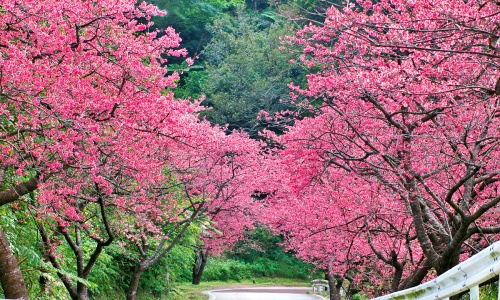 沖縄桜