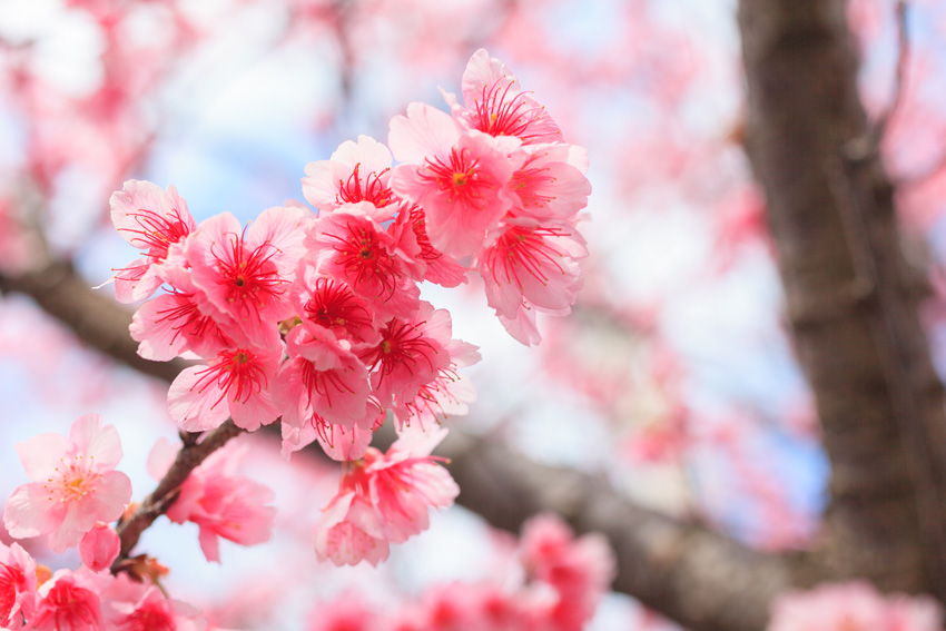 沖縄桜