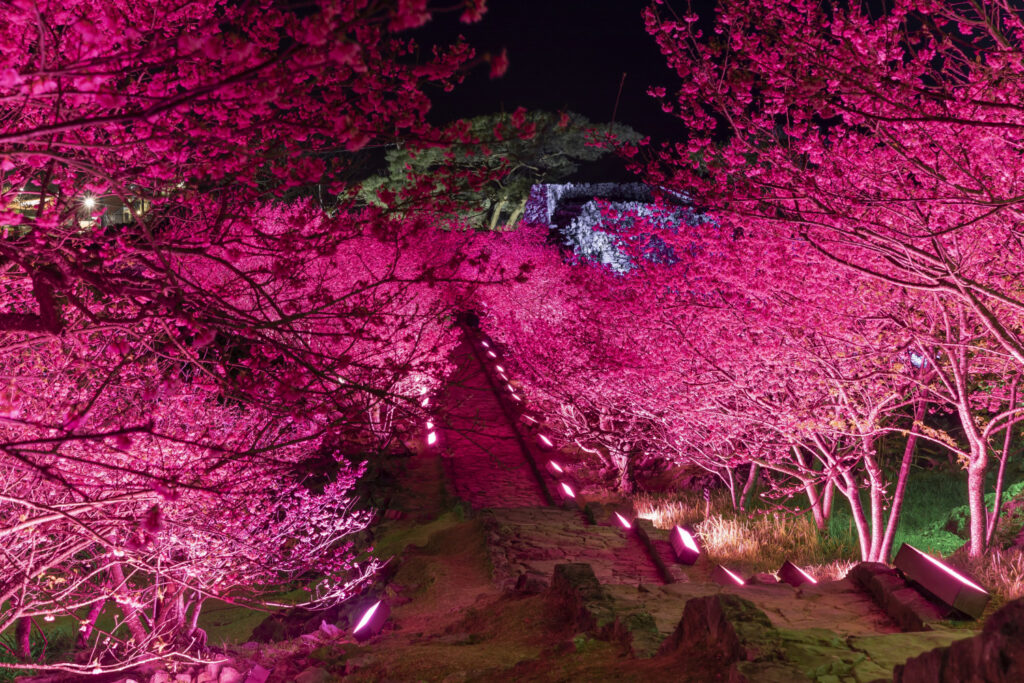 沖縄桜