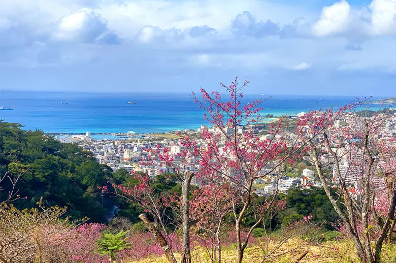 沖縄桜