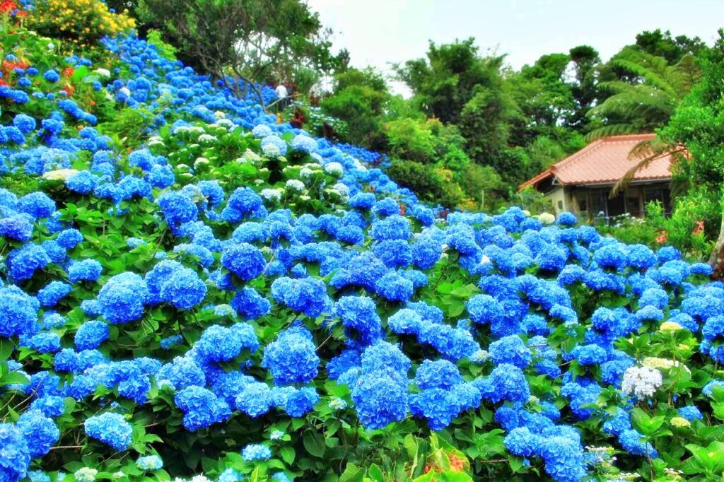 沖縄