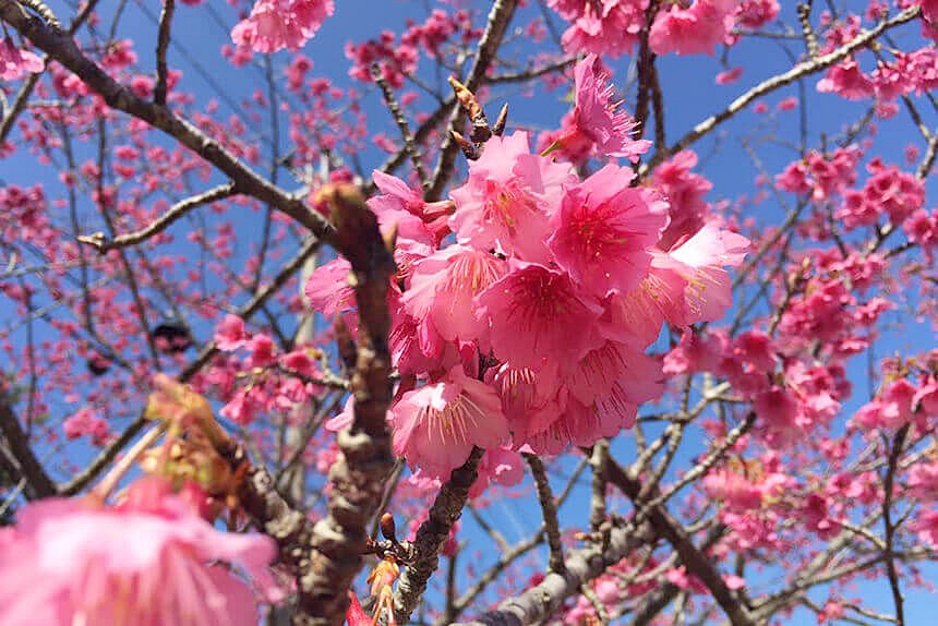 1月に満開を迎える沖縄の濃いピンク色の寒緋桜（カンヒザクラ）