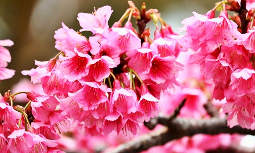 沖縄の桜まつりで咲く濃いピンク色の寒緋桜（カンヒザクラ）