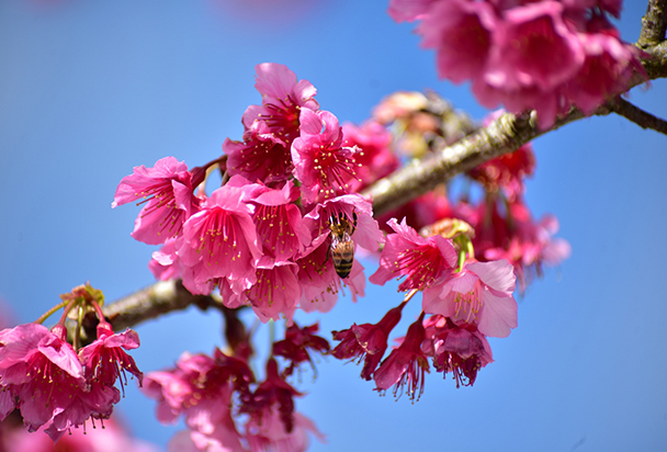 1月に満開を迎える沖縄の濃いピンク色の寒緋桜（カンヒザクラ）