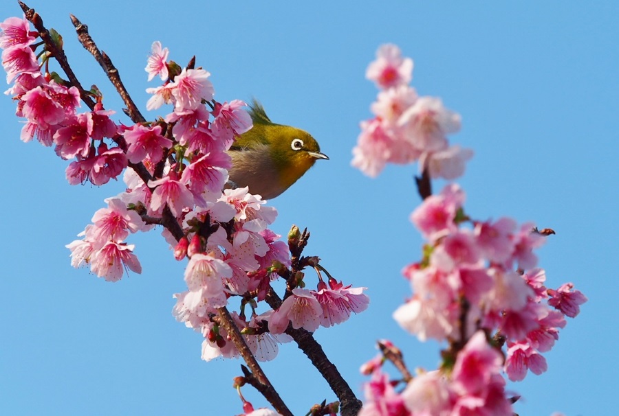 1月に満開を迎える沖縄の濃いピンク色の寒緋桜（カンヒザクラ）