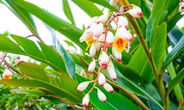 沖縄お土産におすすめ 月桃トイレットペーパー