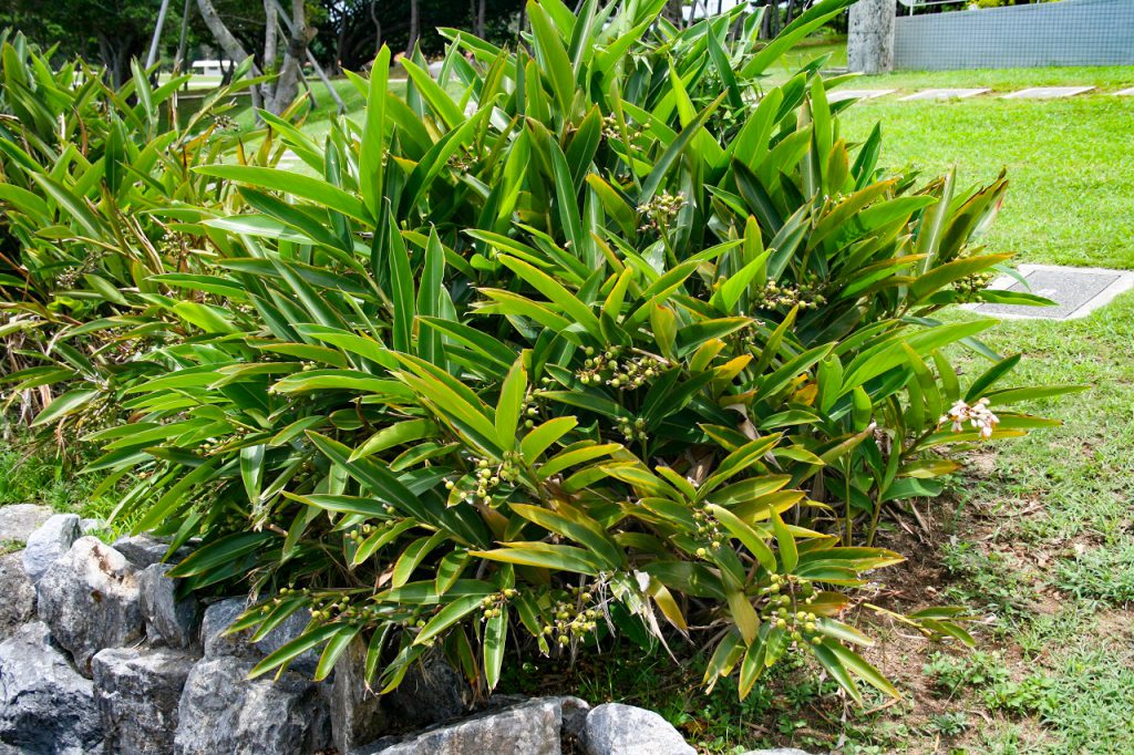 沖縄の月桃を使った知られざる沖縄お土産月桃トイレットペーパー