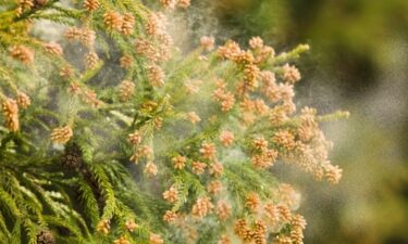 もっと早く知りたかった花粉症とは無縁の沖縄ストレスフリー生活