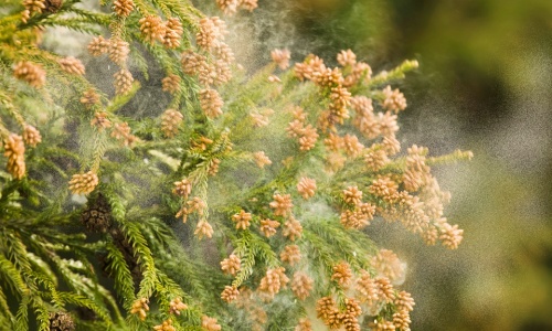 もっと早く知りたかった花粉症とは無縁の沖縄ストレスフリー生活