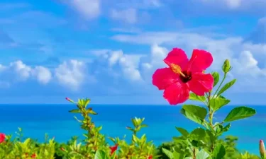 観光立県の沖縄が抱える貧困という課題